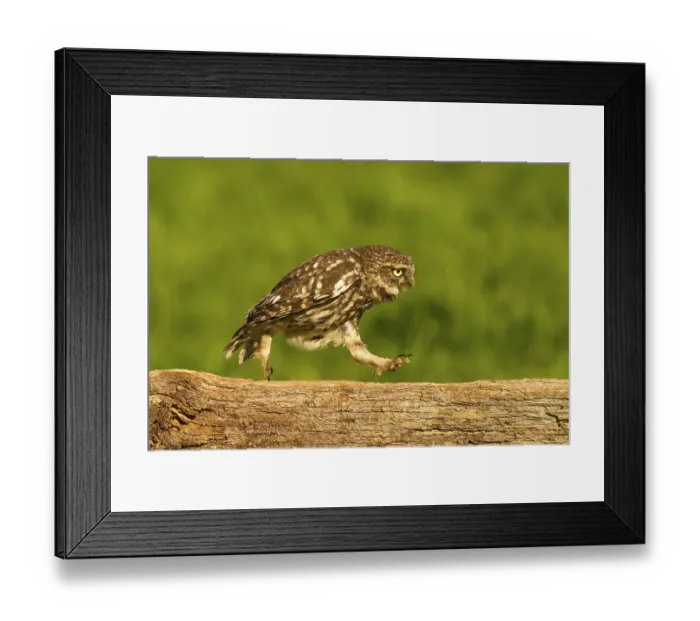 Framed Print : Little Owl, little owls (Athene noctua)