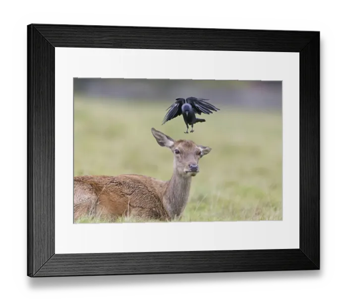 Framed Print : Red deer (Cervus elaphus) as doe