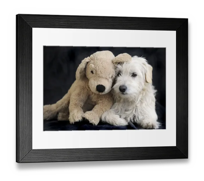 Framed Print : Terrier cross breed, 1 year, with soft or cuddly toy