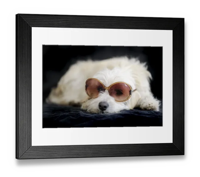 Framed Print : Terrier cross breed, 1 year, wearing sunglasses