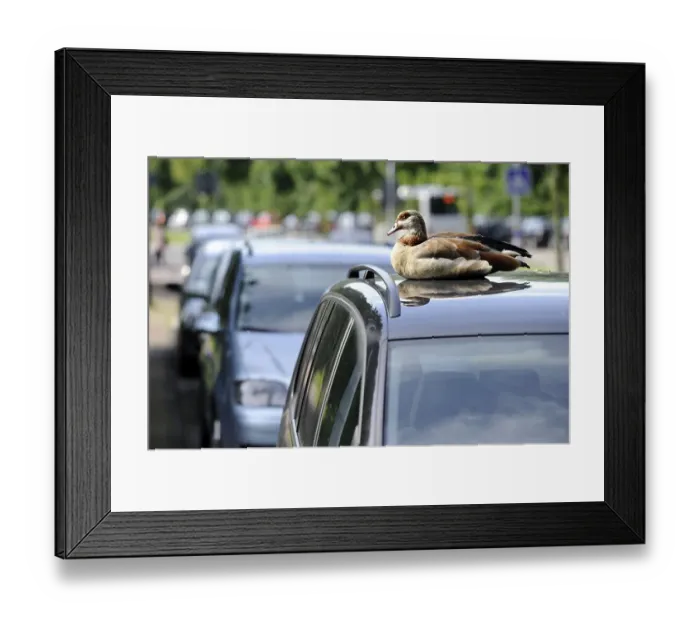 Framed Print : Egyptian Goose (Alopochen aegyptiacus) perched on the roof of a car