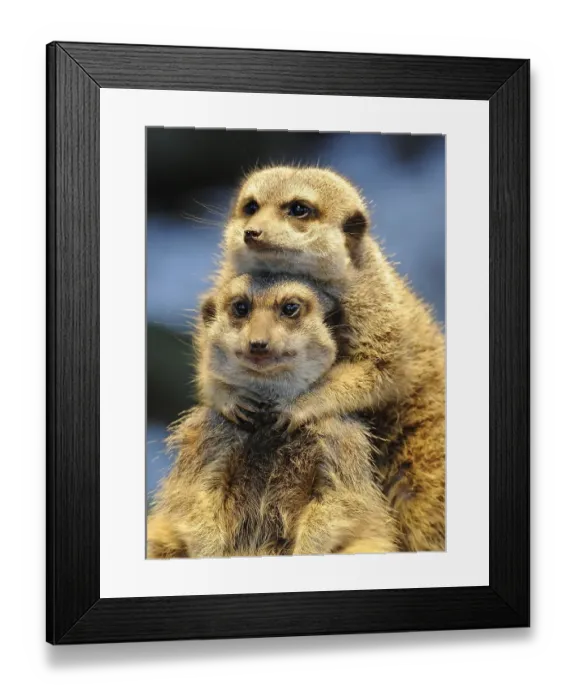Framed Print : Meerkats or Suricates (Suricata suricatta)