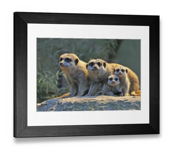 Framed Print : Meerkats (Suricata Suricatta), family