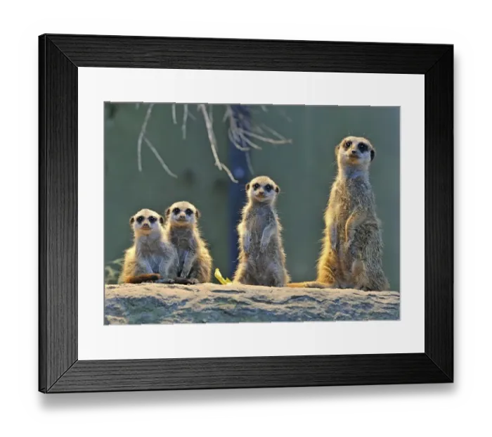 Framed Print : Meerkats (Suricata suricatta), parent and three young
