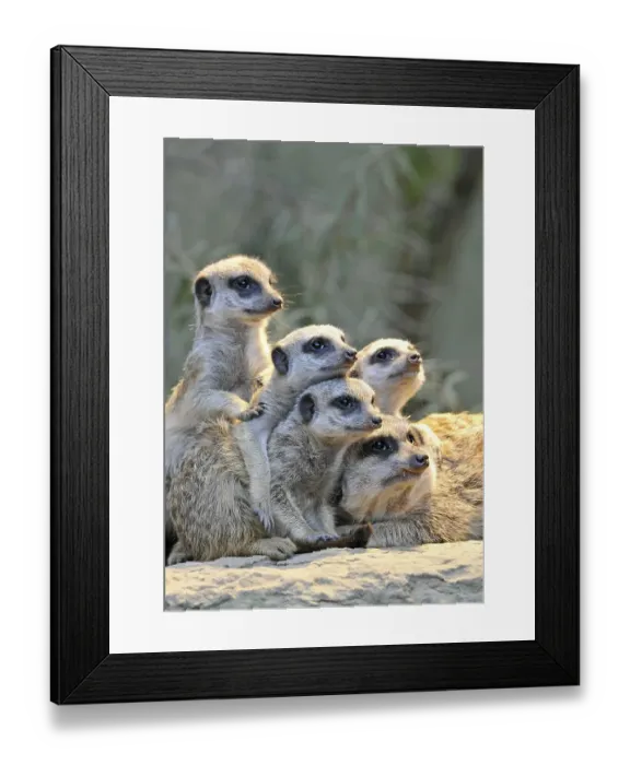 Framed Print : Meerkats (Suricata Suricatta), family, four young Framed Print : Meerkats (Suricata Suricatta), family, four young
