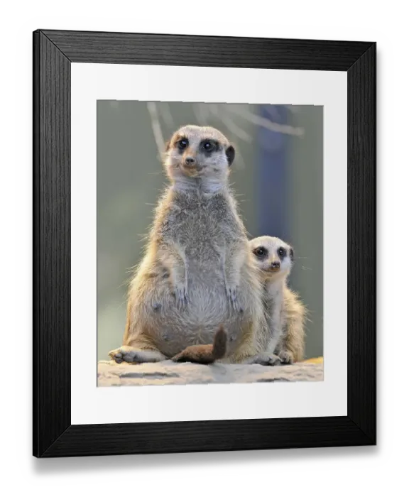 Framed Print : Meerkats (Suricata suricatta), parent and young Framed Print : Meerkats (Suricata suricatta), parent and young