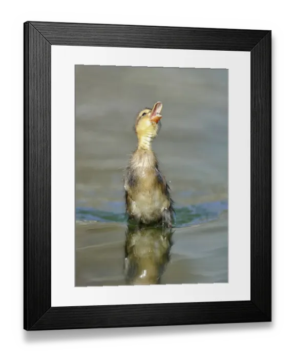 Framed Print : Duckling, Mallard Duck (Anas plathyrhynchos) snapping at a hoverfly (Epistrophe balteata)