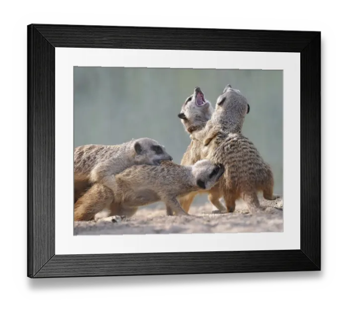 Framed Print : Young Meerkats (Suricata suricatta) wrestling