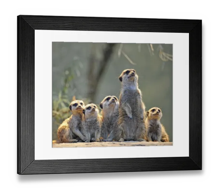 Framed Print : Meerkats (Suricata suricatta), family with young