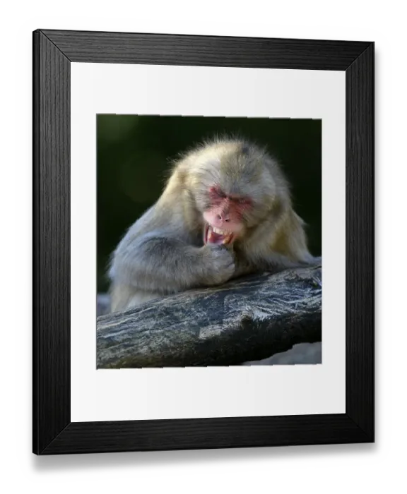 Framed Print : Japanese Macaque or Nihonzaru (Macaca fuscata) Framed Print : Japanese Macaque or Nihonzaru (Macaca fuscata)