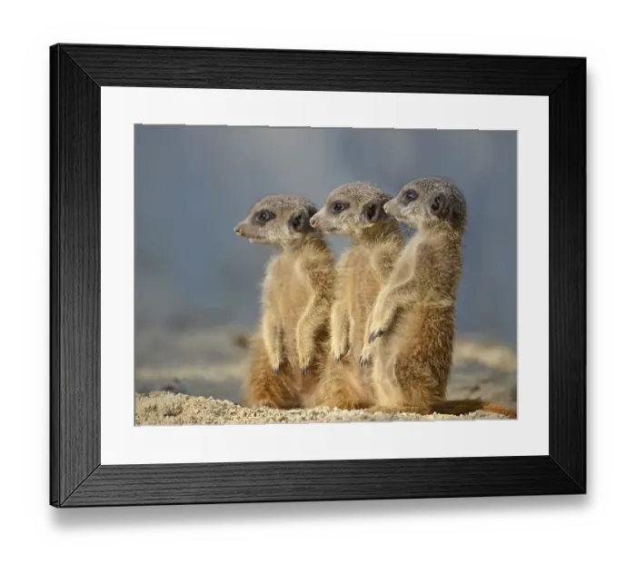 Framed Print : Meerkats (Suricata suricatta), pups