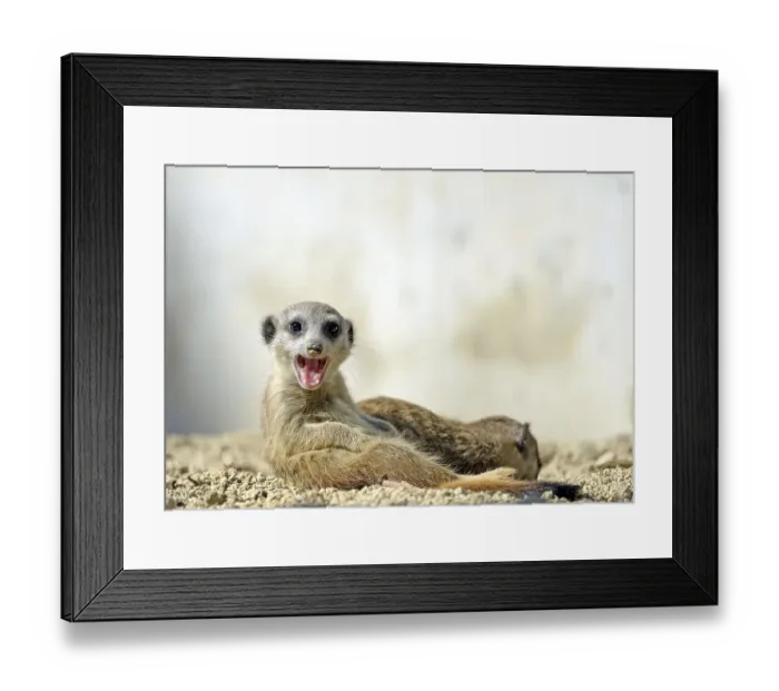 Framed Print : Meerkat (Suricata suricatta), pup Framed Print : Meerkat (Suricata suricatta), pup