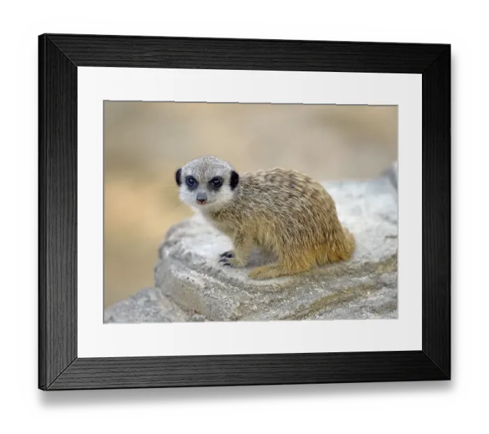Framed Print : Meerkat (Suricata suricatta), pup