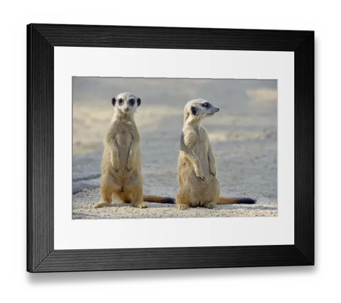 Framed Print : Meerkats (Suricata suricatta), pups Framed Print : Meerkats (Suricata suricatta), pups