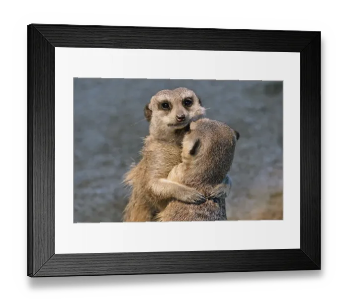 Framed Print : Meerkats (Suricata suricatta) young embracing