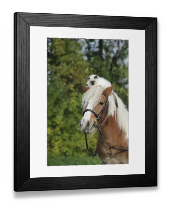 Framed Print : American Shetland Pony with a Birman Cat on its head Framed Print : American Shetland Pony with a Birman Cat on its head