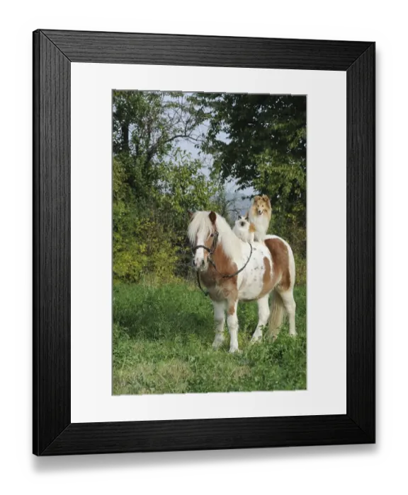 Framed Print : American Shetland Pony with a Shetland Sheepdog
