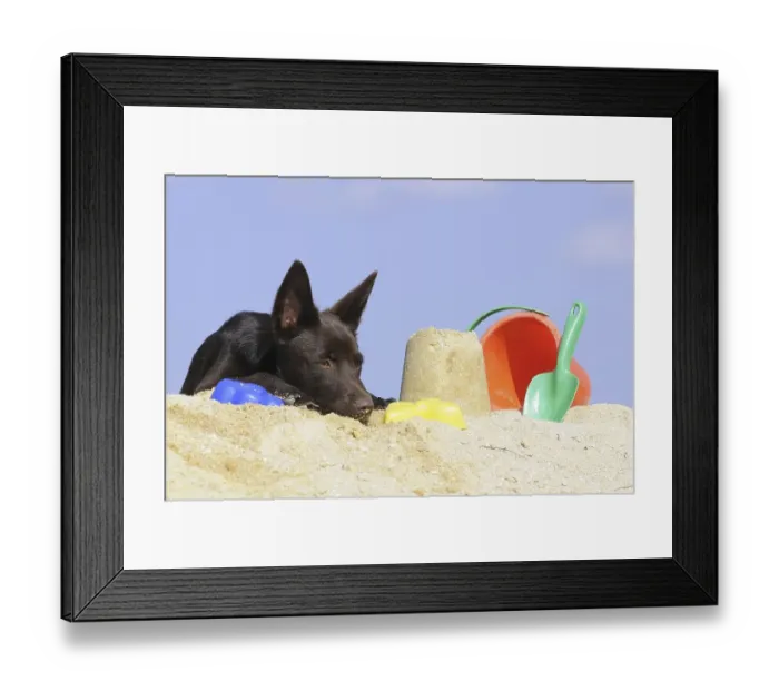 Framed Print : Australian Kelpie puppy, chocolate coloured