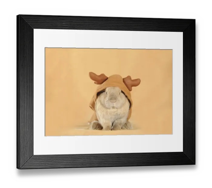 Framed Print : Brown dwarf English Lop rabbit wearing a reindeer costume