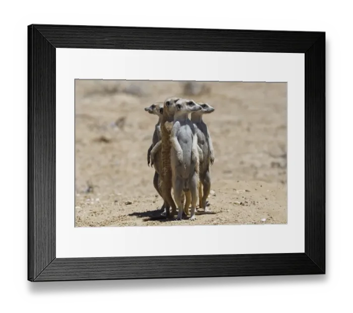 Framed Print : Standing meerkats (Suricatta suricata) Framed Print : Standing meerkats (Suricatta suricata)