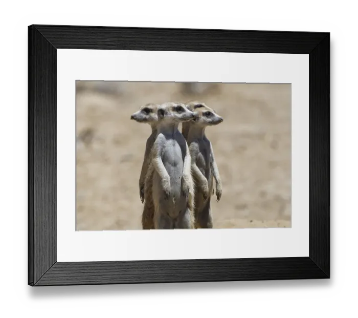 Framed Print : Standing meerkats (Suricatta suricata) Framed Print : Standing meerkats (Suricatta suricata)