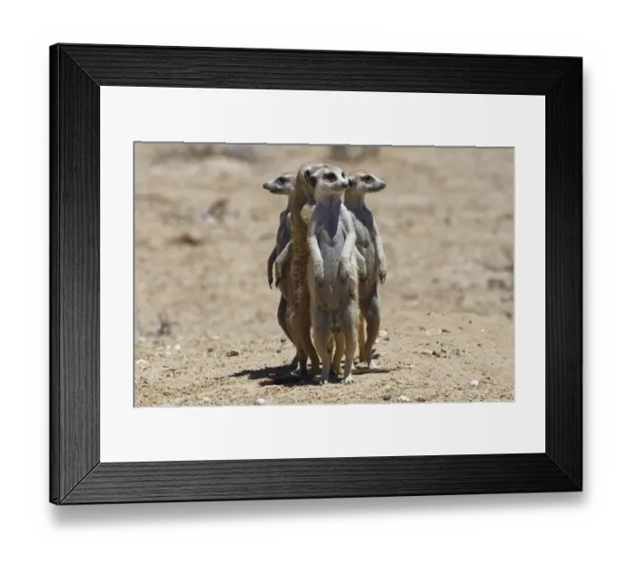 Framed Print : Standing meerkats (Suricatta suricata) Framed Print : Standing meerkats (Suricatta suricata)