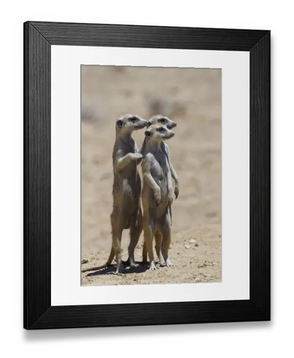 Framed Print : Standing meerkats (Suricatta suricata) Framed Print : Standing meerkats (Suricatta suricata)