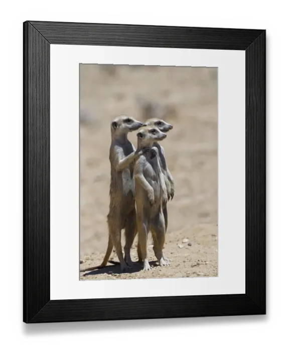 Framed Print : Standing meerkats (Suricatta suricata) Framed Print : Standing meerkats (Suricatta suricata)
