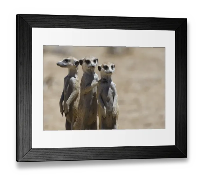 Framed Print : Standing meerkats (Suricatta suricata) Framed Print : Standing meerkats (Suricatta suricata)