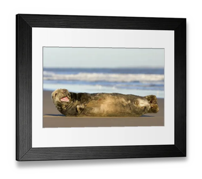 Framed Print : Grey Seal (Halichoerus grypus) Framed Print : Grey Seal (Halichoerus grypus)