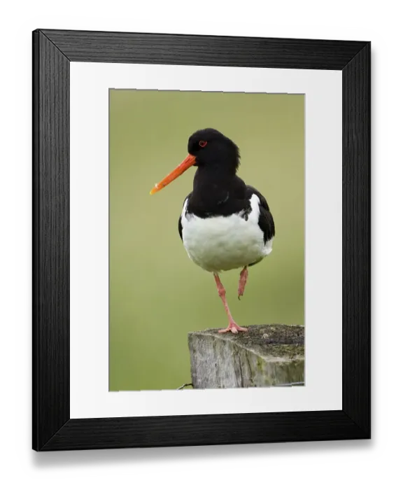 Framed Print : Oystercatcher (Haematopus ostralegus)