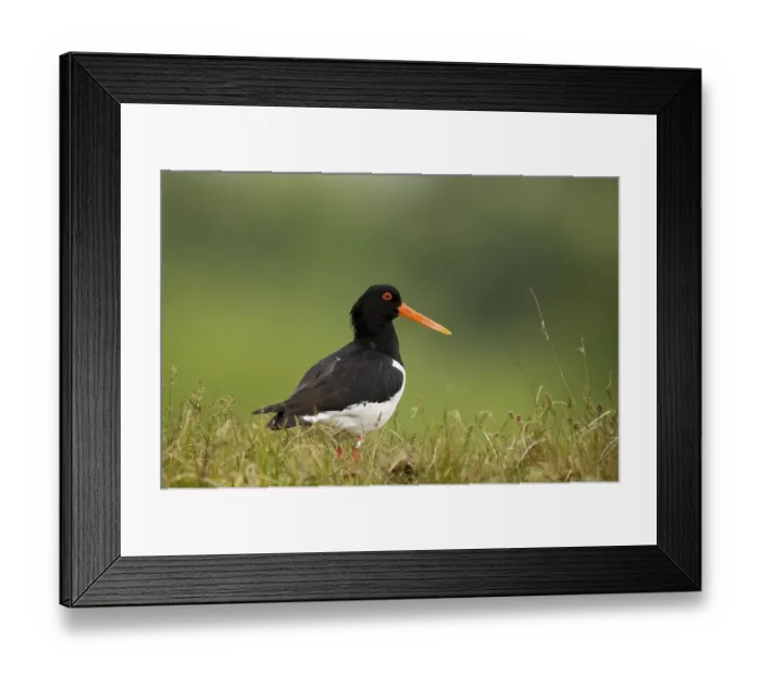 Framed Print : Oystercatcher (Haematopus ostralegus) Framed Print : Oystercatcher (Haematopus ostralegus)
