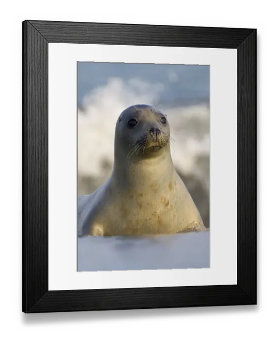 Framed Print : Common Seal (Phoca vitulina) Framed Print : Common Seal (Phoca vitulina)