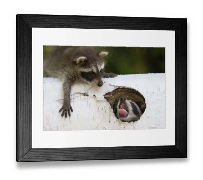 Framed Print : Playing young racoons