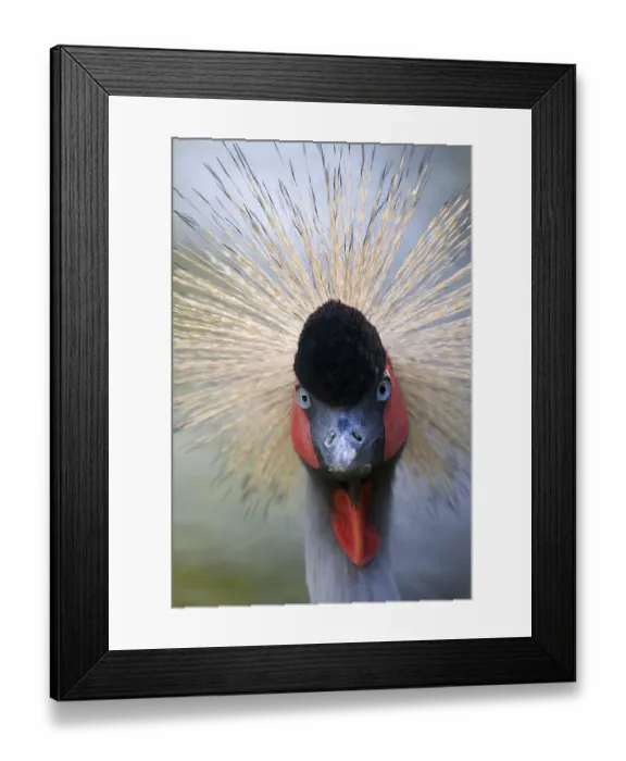 Framed Print : Portrait of a black crowned crane