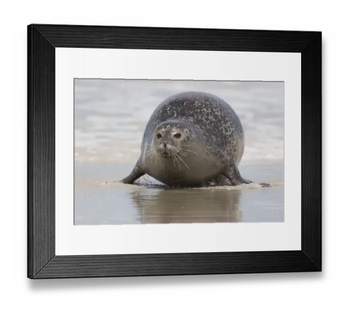 Framed Print : Fat common seal crawling onto the beach