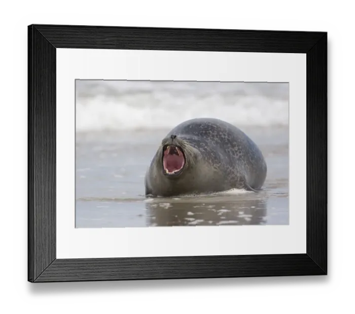 Framed Print : Fat common seal yawning Framed Print : Fat common seal yawning