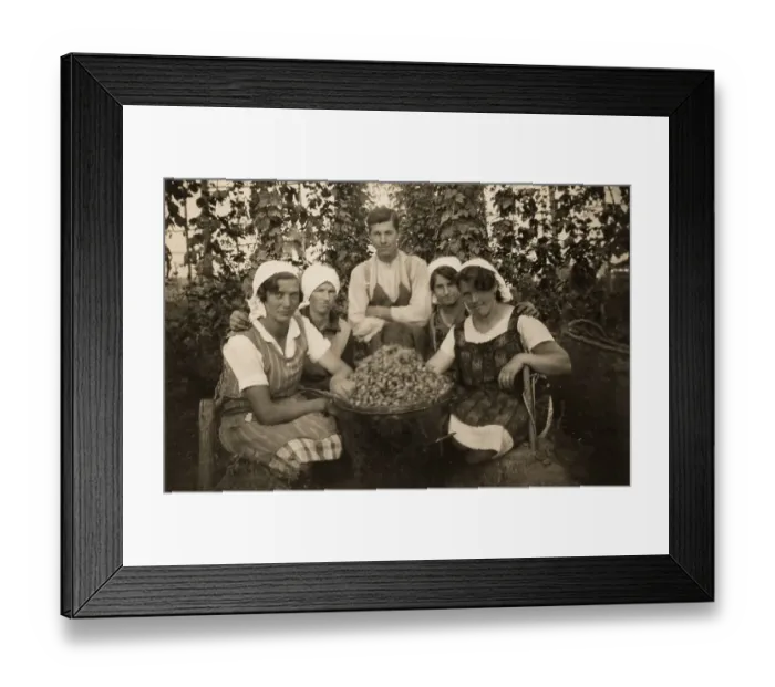 Framed Print : Historical photo, hop-picking, circa 1935