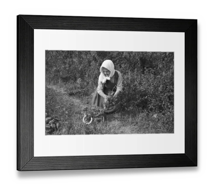 Framed Print : Old woman looking for herbs by the wayside Framed Print : Old woman looking for herbs by the wayside