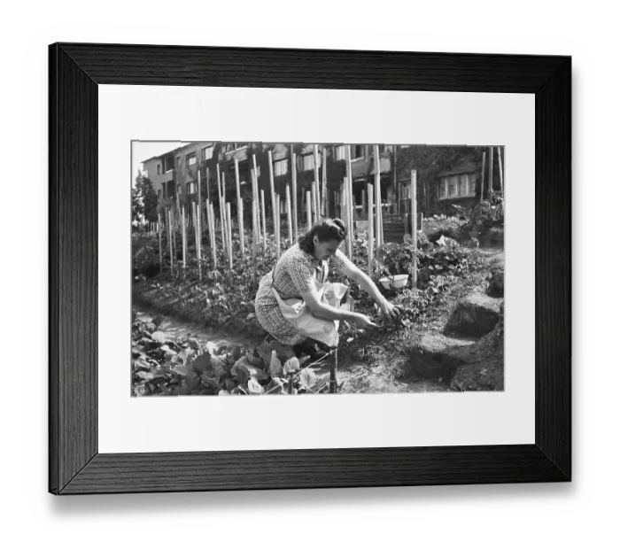 Framed Print : Woman working in the garden in the middle of the city