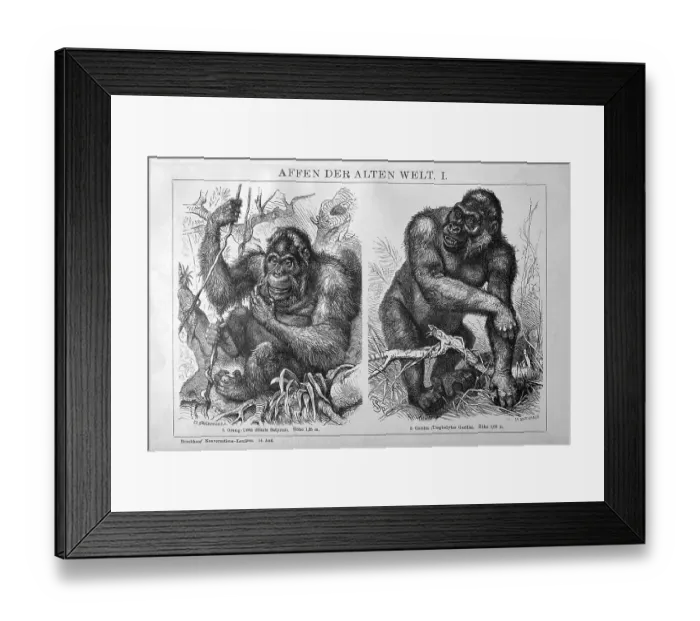 Framed Print : Image of an Orangutan (Simia satyrus) and a Gorilla (Troglodytes gorilla) next to each other