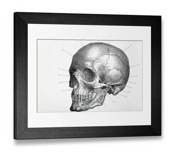 Framed Print : Human skull with index numbers