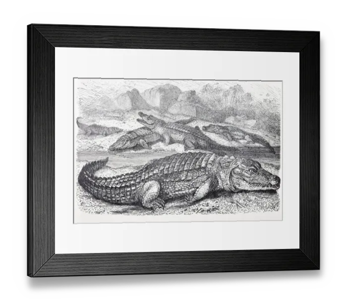 Framed Print : Nile Crocodile (Crocodilus vulgaris)