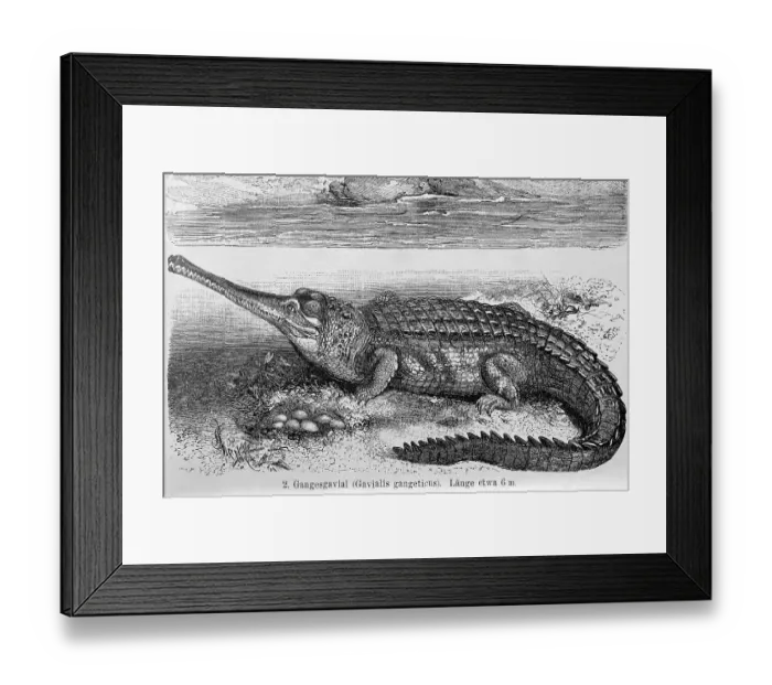Framed Print : Ganges Gavial, Gharial or Real Gavial (Gavialis gangeticus)