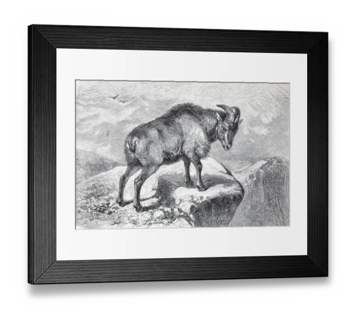 Framed Print : Thar (Capra bubalina), an Indian goat