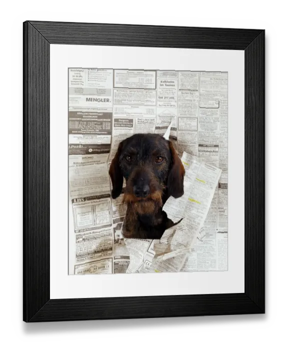 Framed Print : Wirehaired Dachshund looking through page of magazine Framed Print : Wirehaired Dachshund looking through page of magazine