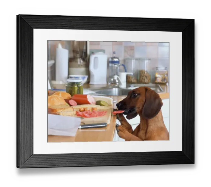 Framed Print : Bavarian mountain sweat dog steals sausage from sideboard Framed Print : Bavarian mountain sweat dog steals sausage from sideboard