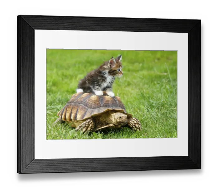 Framed Print : Maine coon cat, kitten, and spurred tortoise (Geochelone sulcata) Framed Print : Maine coon cat, kitten, and spurred tortoise (Geochelone sulcata)