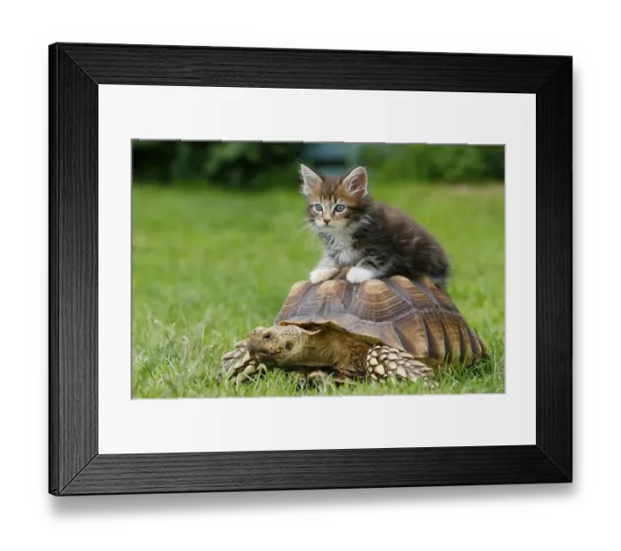 Framed Print : Maine coon cat, kitten, and spurred tortoise (Geochelone sulcata) Framed Print : Maine coon cat, kitten, and spurred tortoise (Geochelone sulcata)