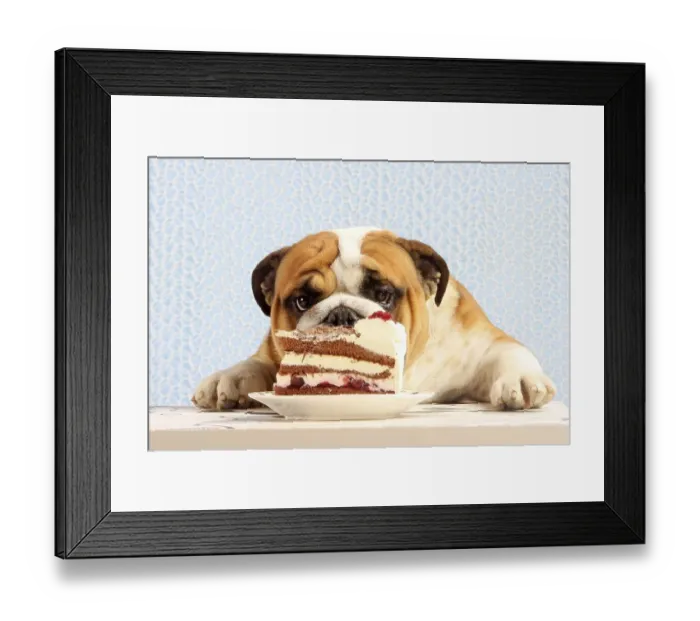 Framed Print : English Bulldog looks at Black Forest Cake Framed Print : English Bulldog looks at Black Forest Cake